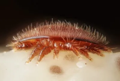 Varroa destructor jigsaw puzzle