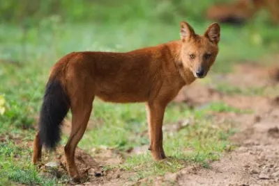 Dhole jigsaw puzzle