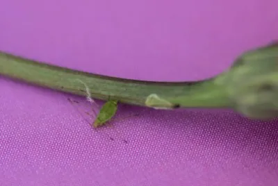 Insecto junto al tallo de una flor