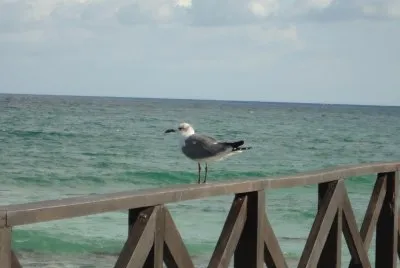 Gaviota