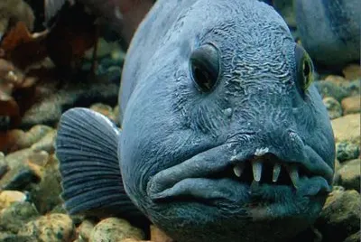 Pesce lupo jigsaw puzzle