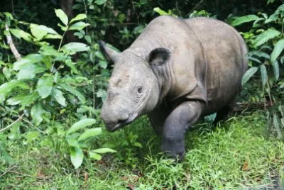 Rinoceronte di sumatra