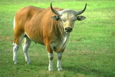 Banteng