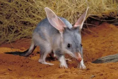 Bilby jigsaw puzzle