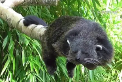 Binturong