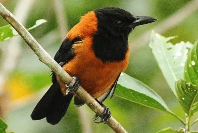Pitohui