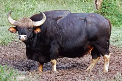 פאזל של Gaur