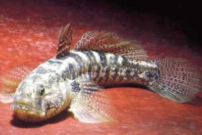 Ghiozzo