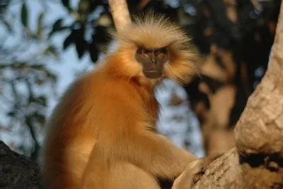 Langur
