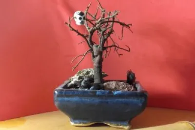 bonsai