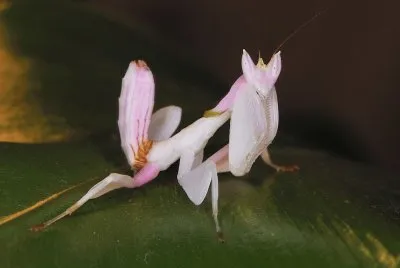 פאזל של Mantide orchidea