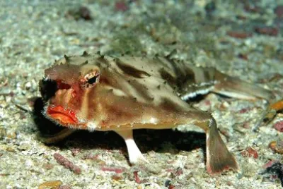 Pesce pipistrello dalle labbra rosse jigsaw puzzle