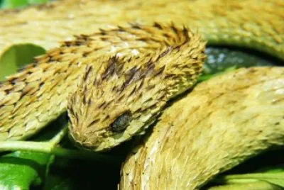 Vipera cespugliata jigsaw puzzle