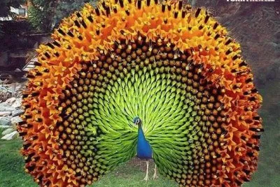 ANIMALES
