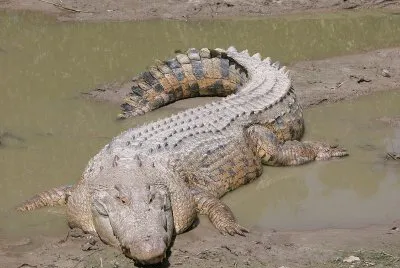 Coccodrillo d 'acqua salata