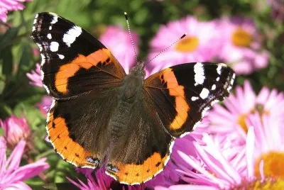 פאזל של Vanessa atalanta
