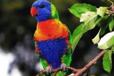 Lorichetto arcobaleno jigsaw puzzle