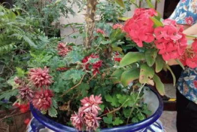 flores