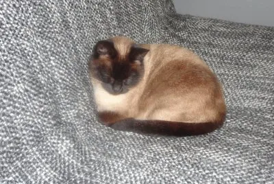 misette