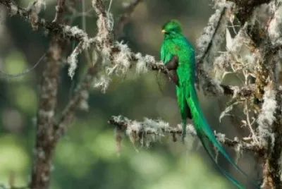 Uccello del paradiso verde brillante