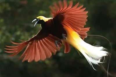 Uccello del paradiso minore