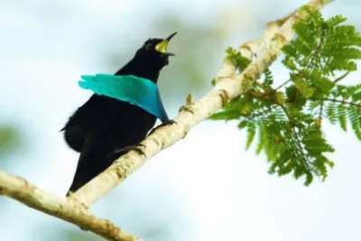 Uccello del paradiso dal colletto blu metallizato