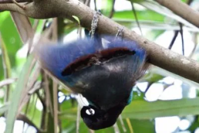 Uccello del paradiso a testa in giÃ¹