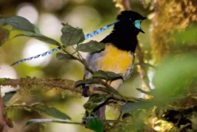 Uccello del paradiso dalle antenne azzurre