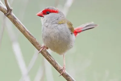 Diamante cigliarosse