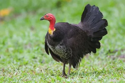 Megapodo australiano