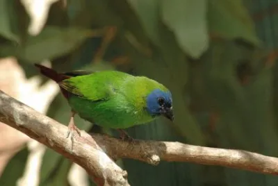 Diamante facciazzurra