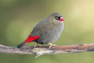 Diamante magnifico