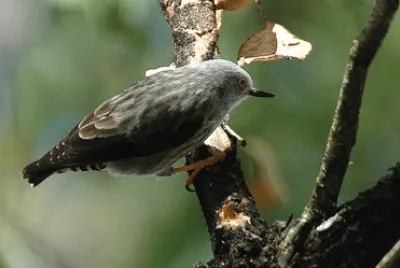 Sittella varia