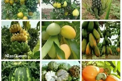 Frutas torpicales jigsaw puzzle