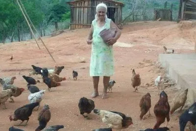 Alimentando las gallinas