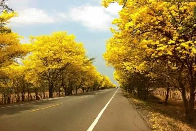 Camino de AragÃ¼aney. GuÃ¡rico, Venezuela