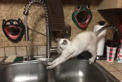 Lily Stretch