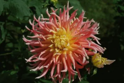 dalhia