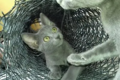 gatito en la malla