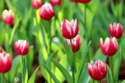 פאזל של Champ de tulipes