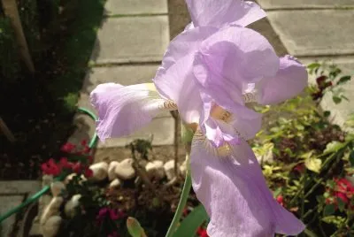 orquidea