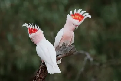 Cacatua leadbeateri jigsaw puzzle