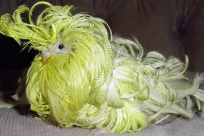 Feather duster jigsaw puzzle