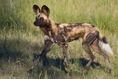 Selvaggio africano