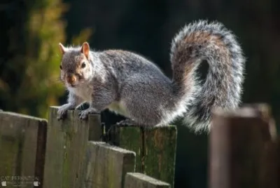 Squirrells birds cats   dogs