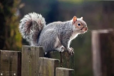 Grey Squirrell jigsaw puzzle