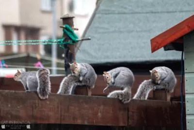 Squirrell yoga class