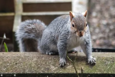 Inquisitive Squirrell jigsaw puzzle