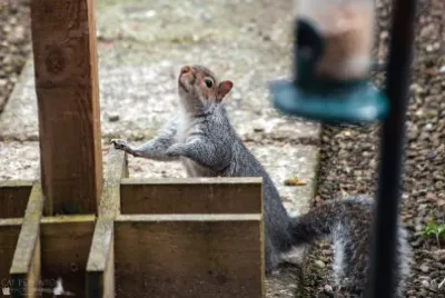 Cheeky Squirrell jigsaw puzzle