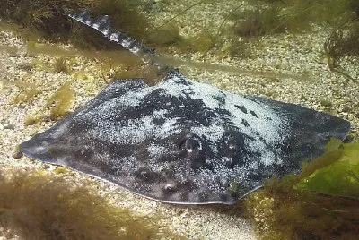 Razza chiodata